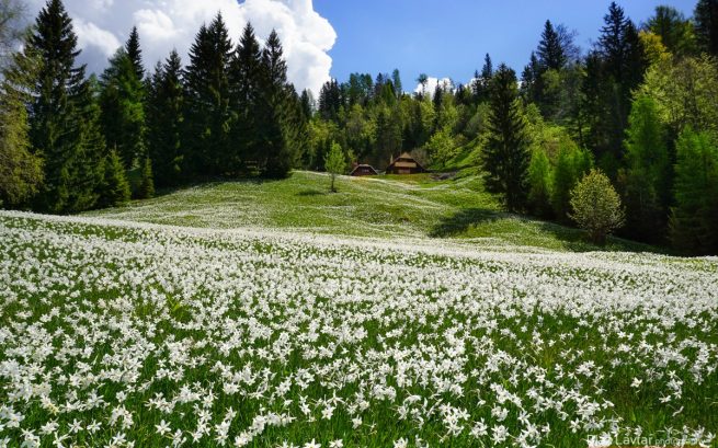 Planinske poti za otroke